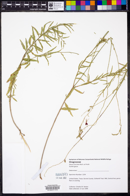 Oenothera suffrutescens image