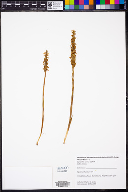 Spiranthes cernua image