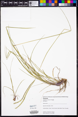 Paspalum notatum image