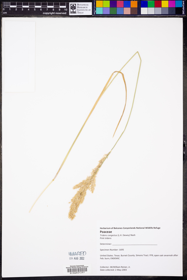 Tridens congestus image