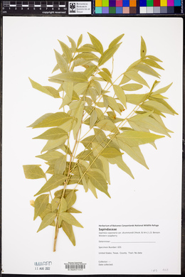 Sapindus saponaria subsp. drummondii image