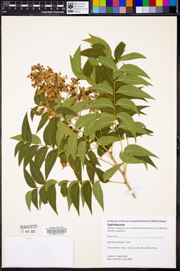 Sapindus saponaria subsp. drummondii image