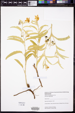 Solanum elaeagnifolium image