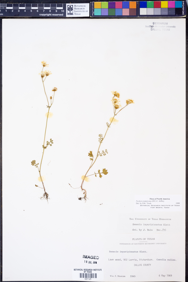 Packera tampicana image