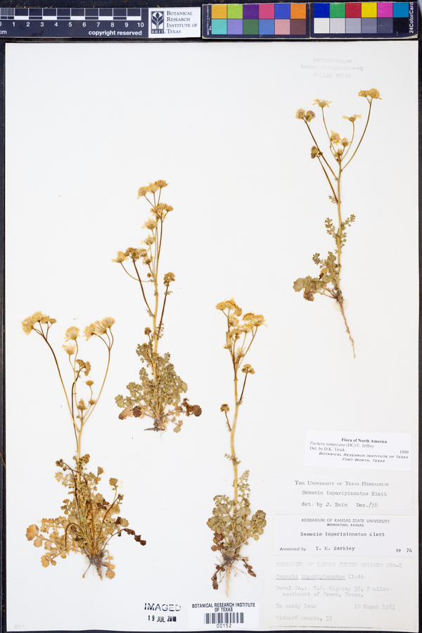 Packera tampicana image