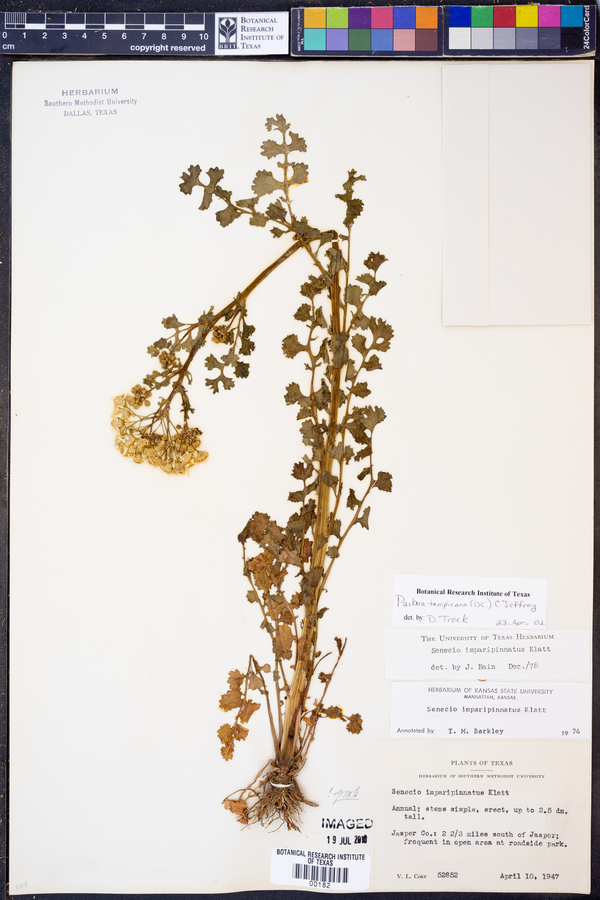 Packera tampicana image