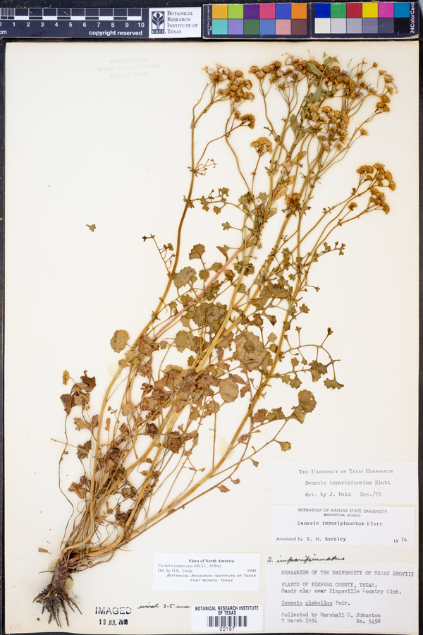 Packera tampicana image