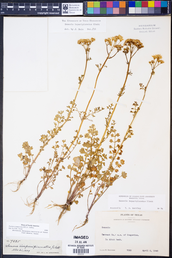 Packera tampicana image