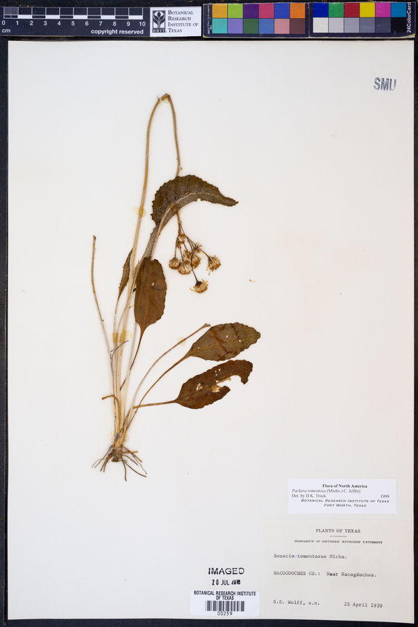 Packera tomentosa image