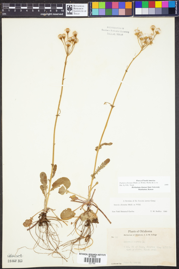 Packera obovata image