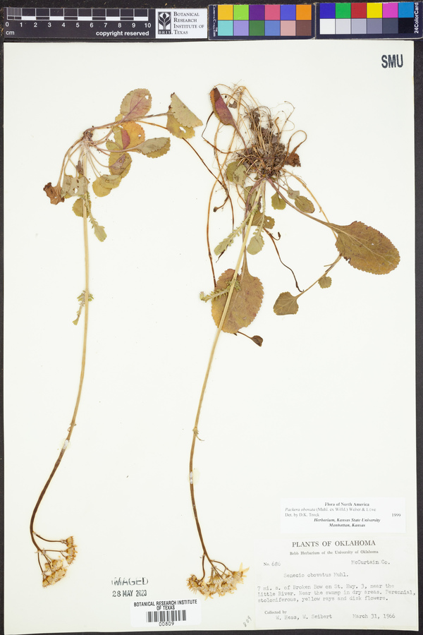 Packera obovata image