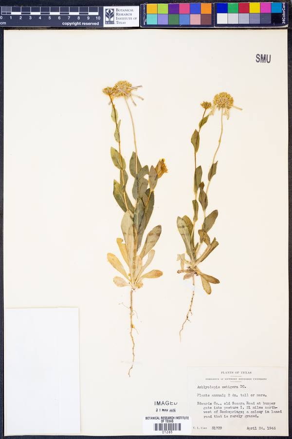 Amblyolepis setigera image