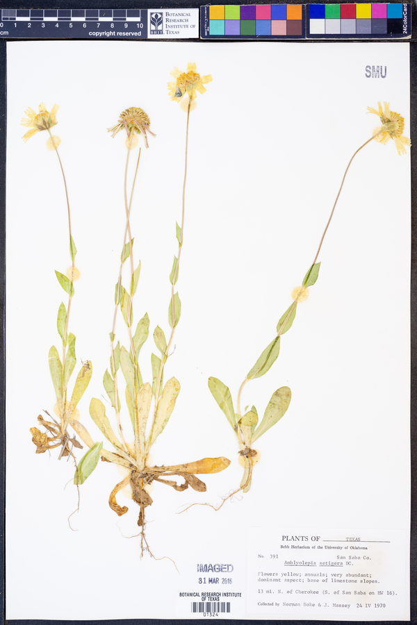 Amblyolepis setigera image