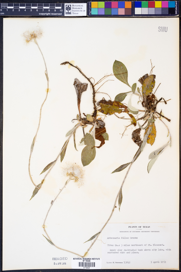 Antennaria fallax image