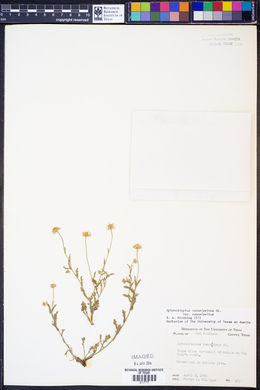 Aphanostephus ramosissimus var. ramosissimus image