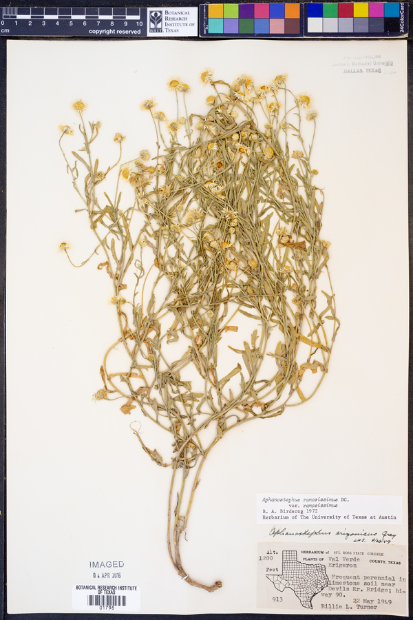 Aphanostephus ramosissimus var. ramosissimus image