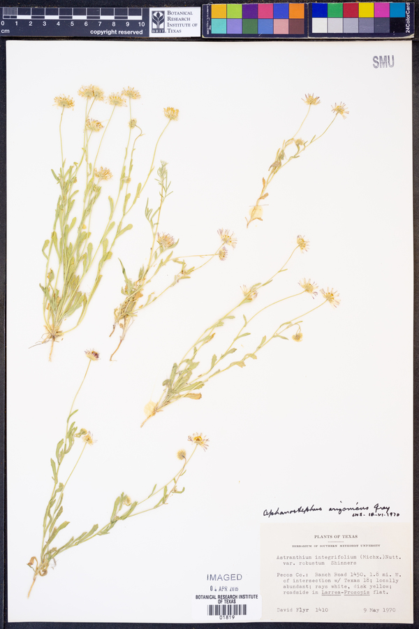 Aphanostephus ramosissimus var. humilis image