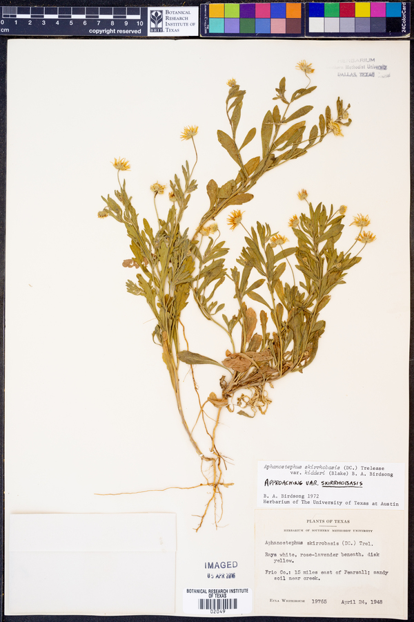 Aphanostephus skirrhobasis var. kidderi image