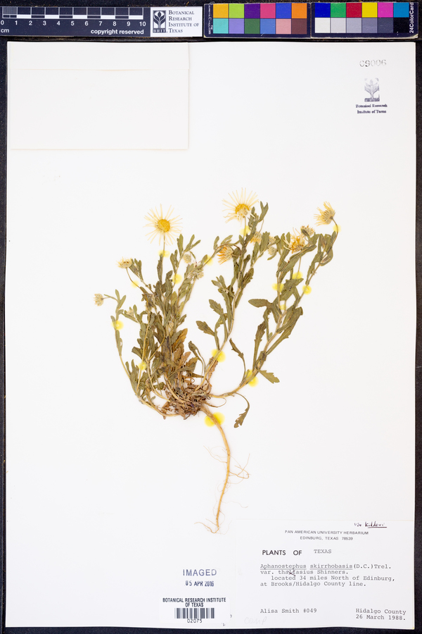 Aphanostephus skirrhobasis var. kidderi image