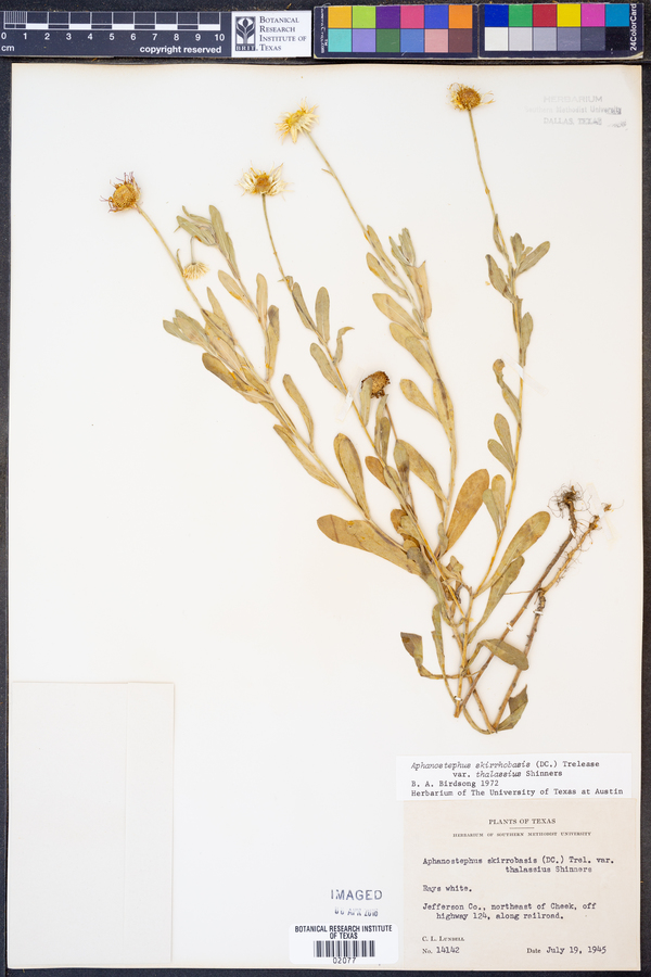 Aphanostephus skirrhobasis var. thalassius image