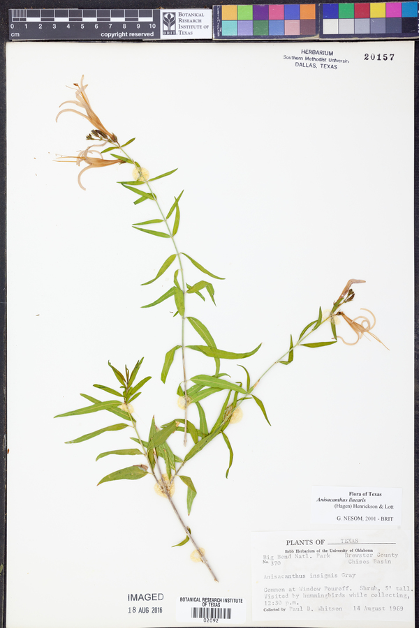 Anisacanthus linearis image