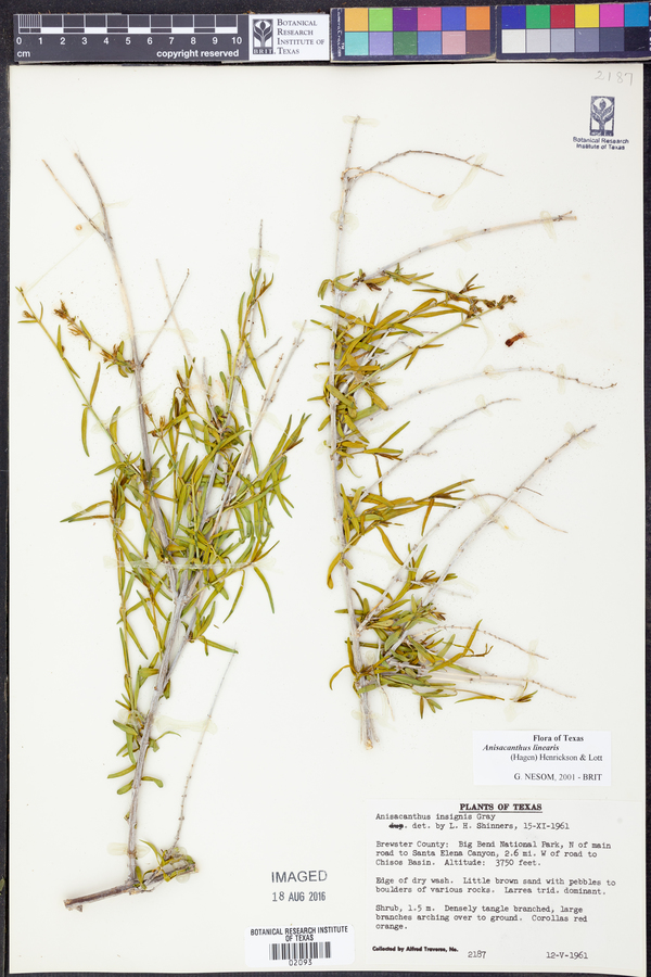 Anisacanthus linearis image