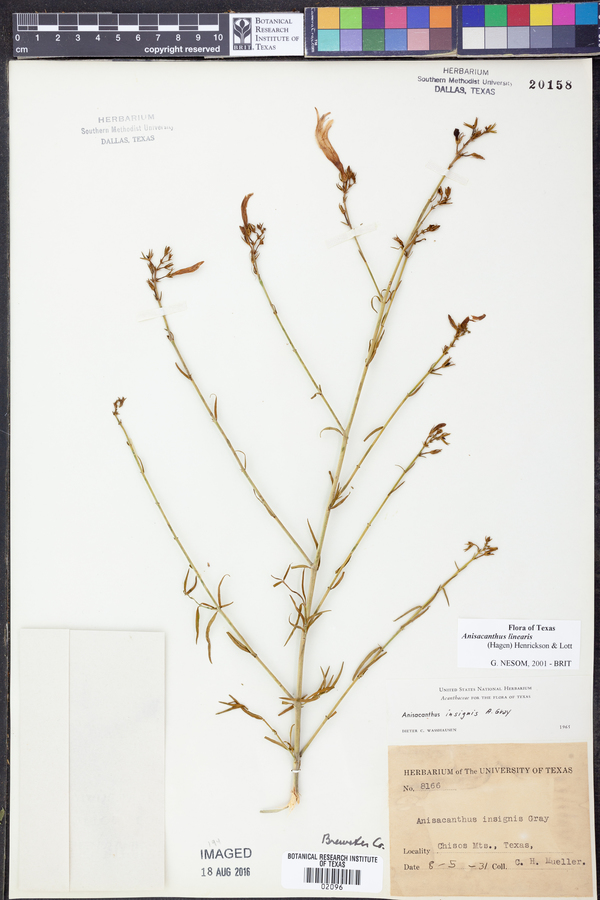 Anisacanthus linearis image