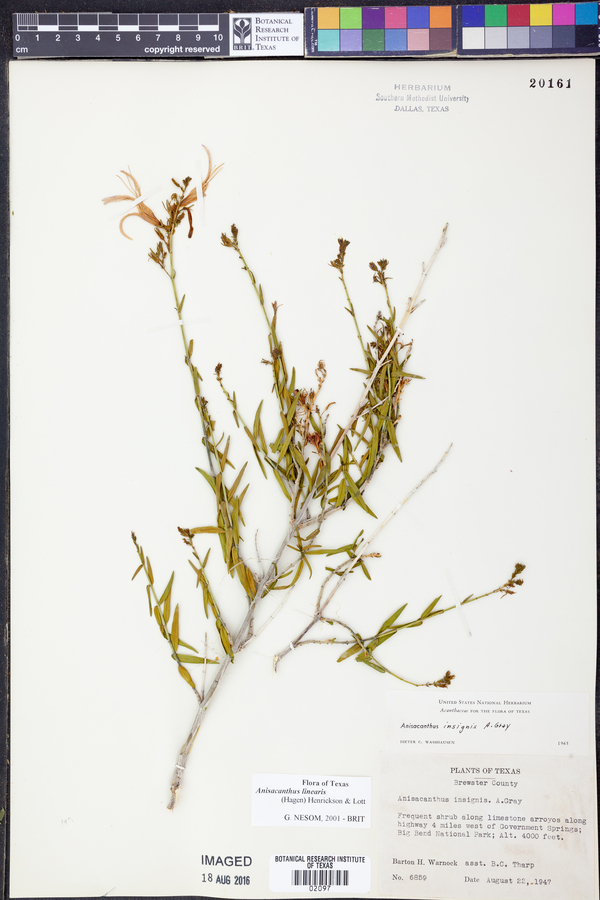 Anisacanthus linearis image