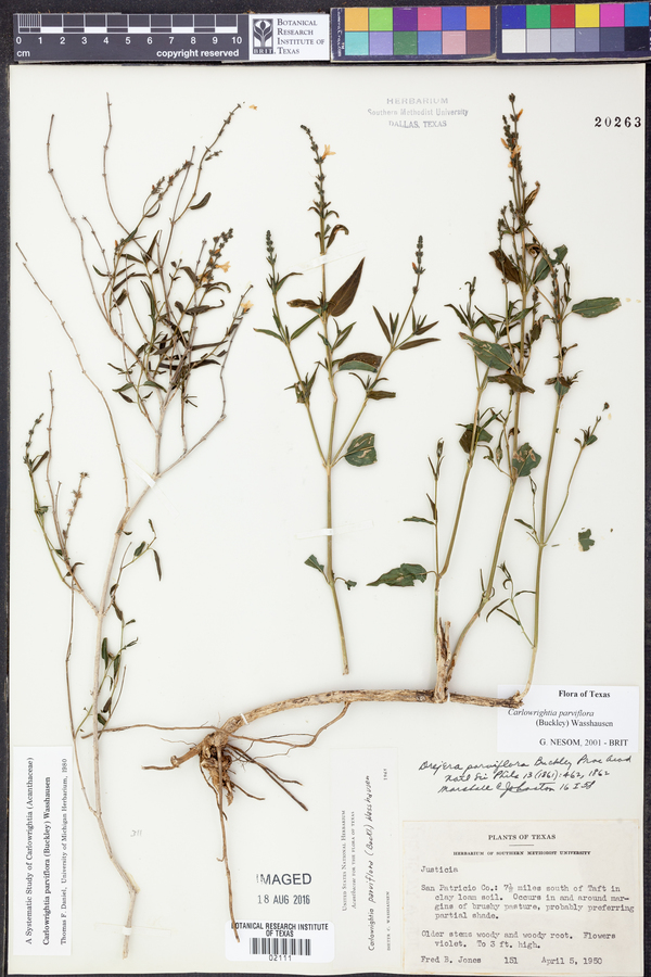 Carlowrightia parviflora image