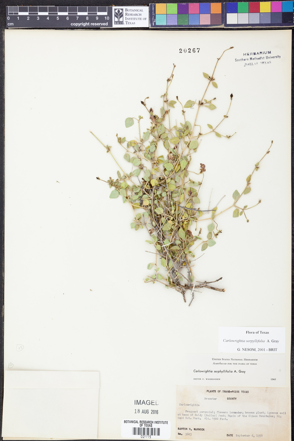 Carlowrightia serpyllifolia image