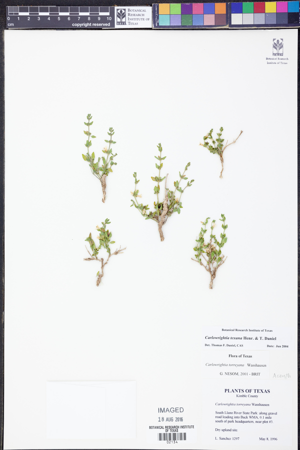 Carlowrightia texana image