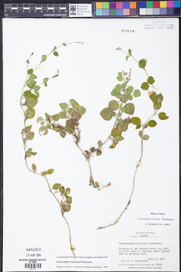 Carlowrightia torreyana image