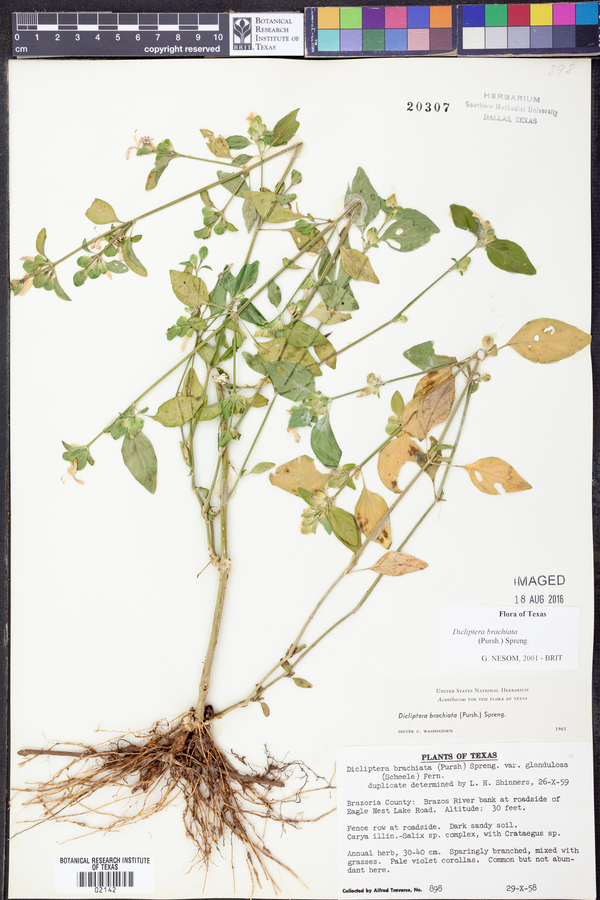 Dicliptera brachiata image