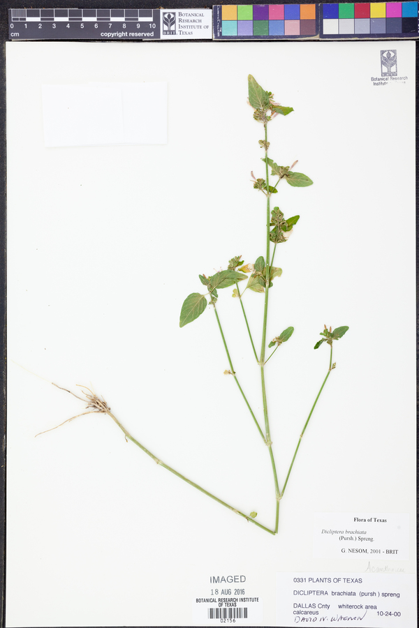 Dicliptera brachiata image