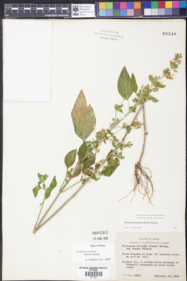 Dicliptera brachiata image