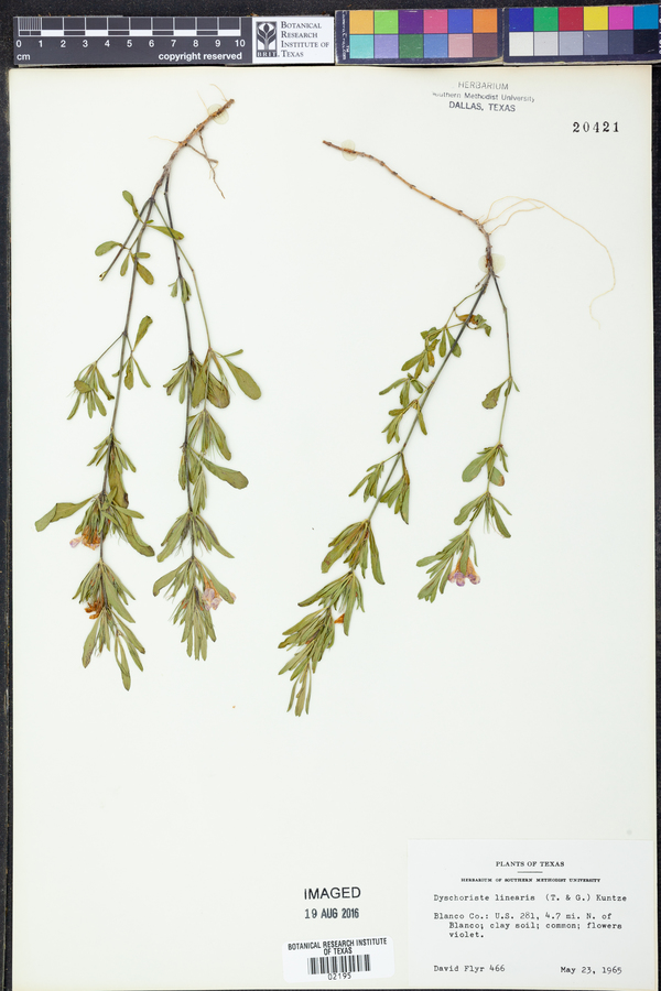 Dyschoriste linearis image
