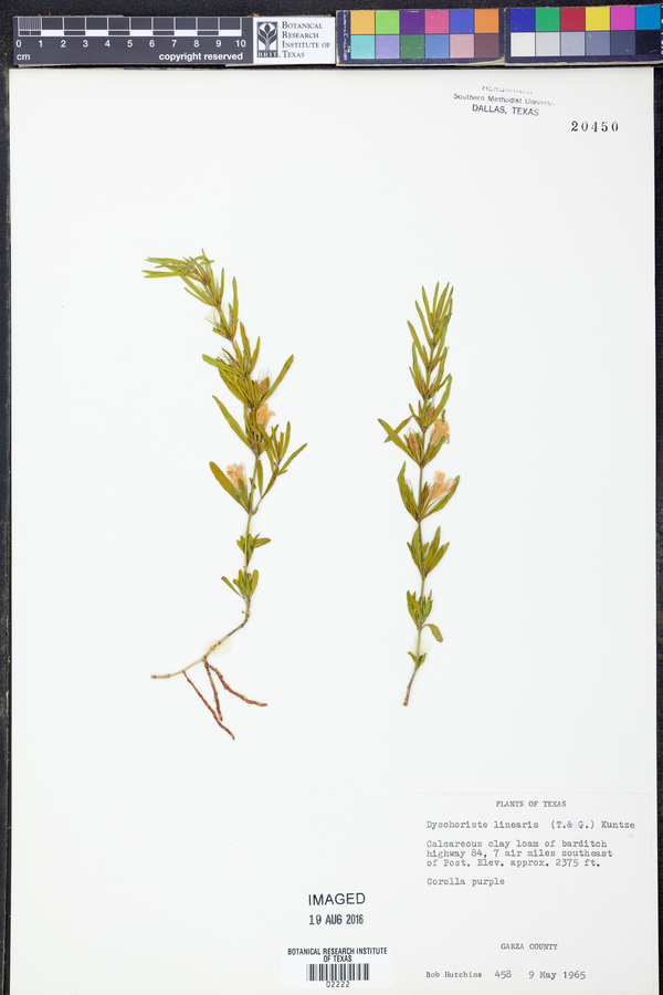 Dyschoriste linearis image