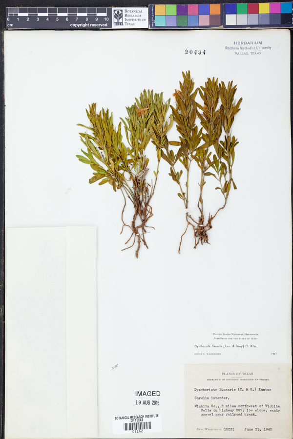 Dyschoriste linearis image