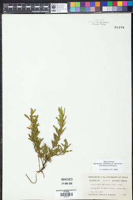Dyschoriste schiedeana var. cinerascens image