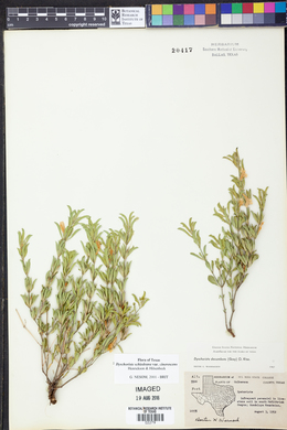 Dyschoriste schiedeana var. cinerascens image