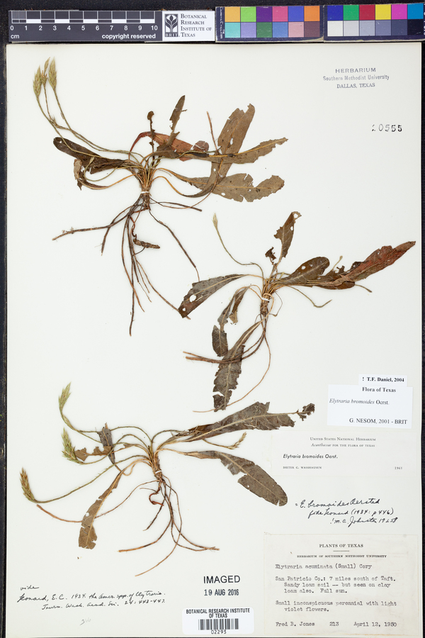 Elytraria bromoides image