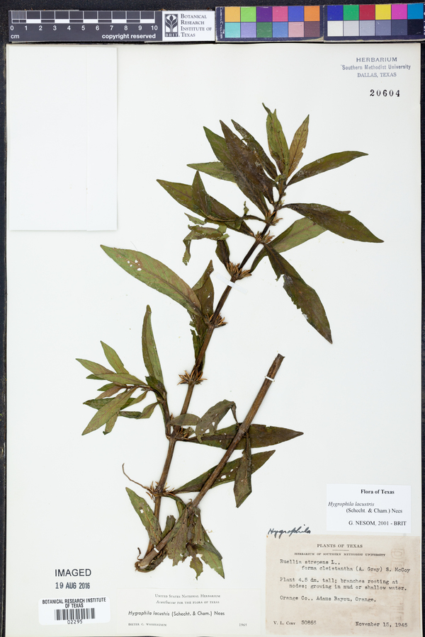 Hygrophila lacustris image