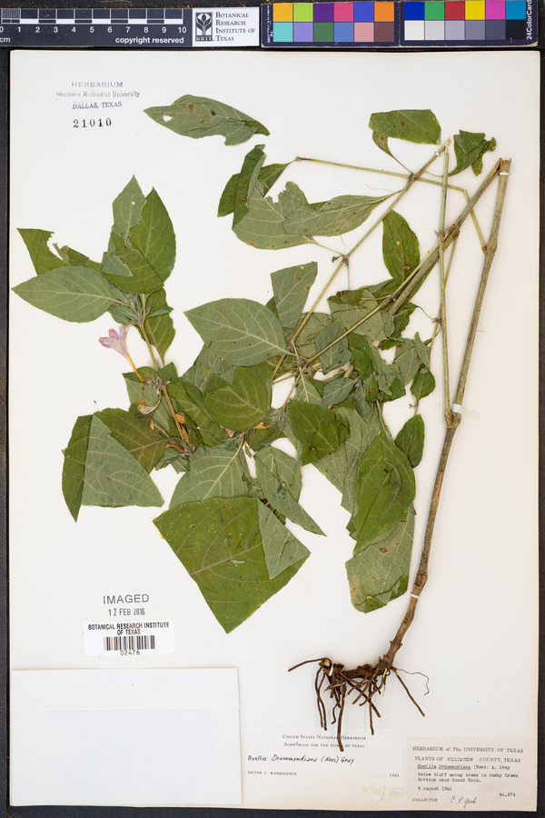 Ruellia drummondiana image