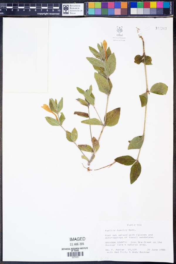 Ruellia humilis image