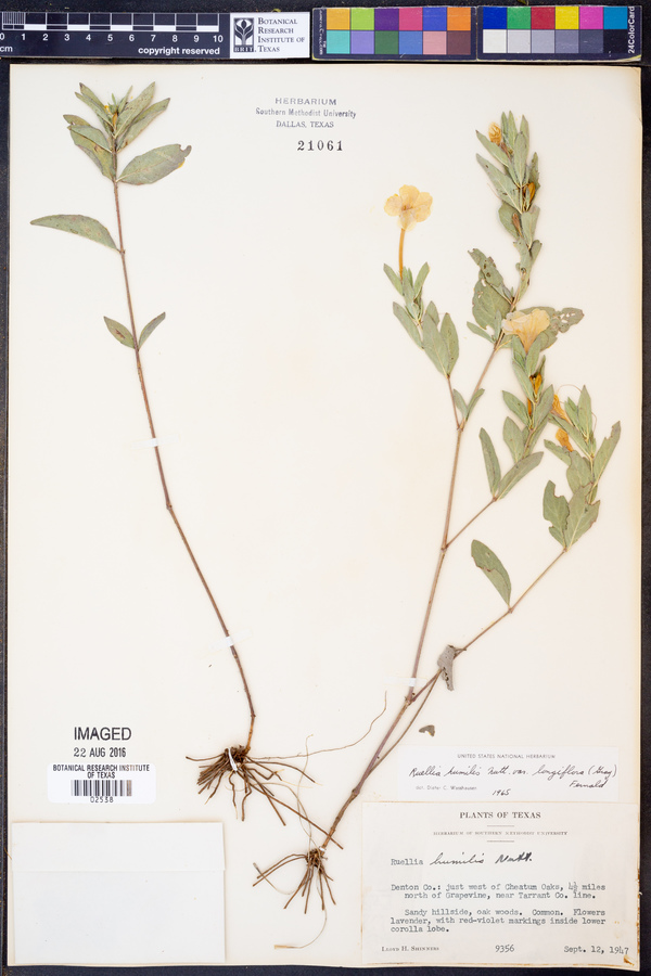 Ruellia humilis image
