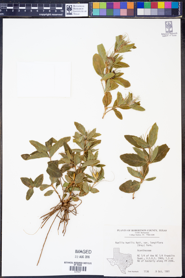 Ruellia humilis image