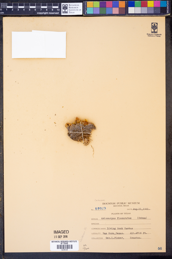 Ariocarpus image
