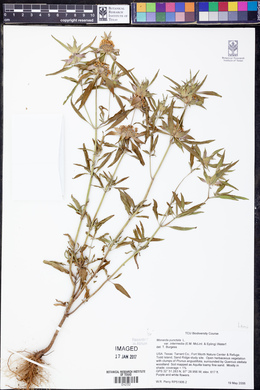 Monarda punctata subsp. intermedia image