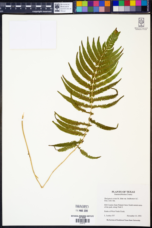 Thelypteris ovata var. lindheimeri image