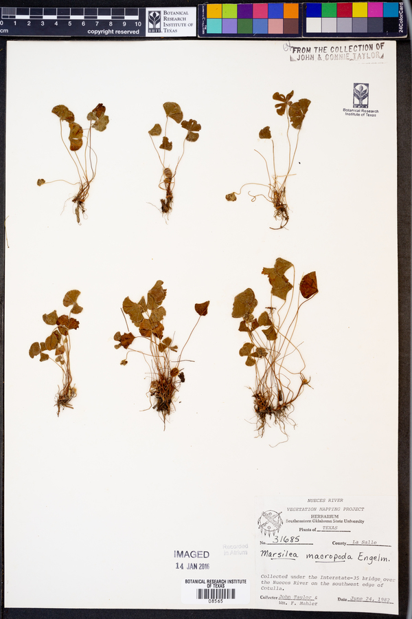 Marsilea macropoda image